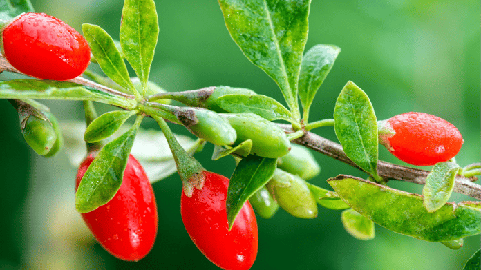 Goji Berry (Kurt Üzümü) nedir? İşte sağlık deposu meyveye dair her şey