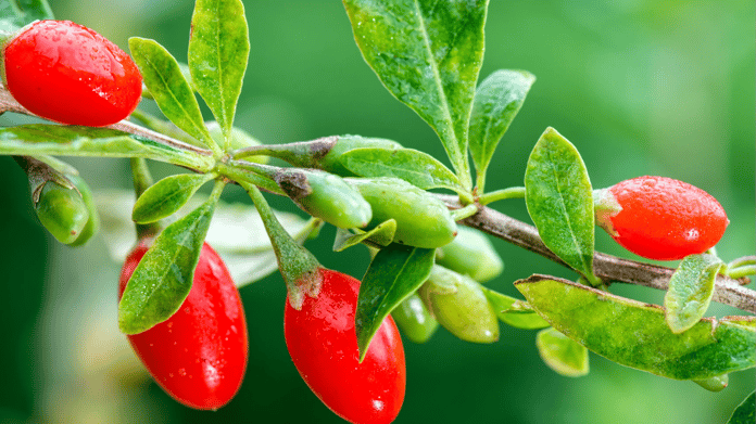 Goji Berry (Kurt Üzümü) nedir? İşte sağlık deposu meyveye dair her şey