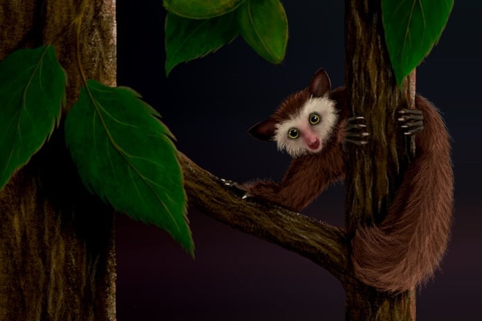 Amerika’nın son primatının gizemli kökenleri ortaya çıkıyor