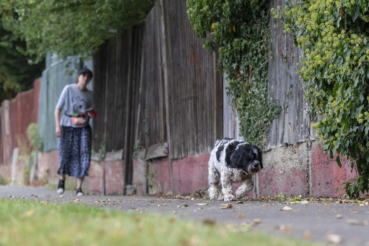 İngiltere'de başıboş köpekler uyutuluyor