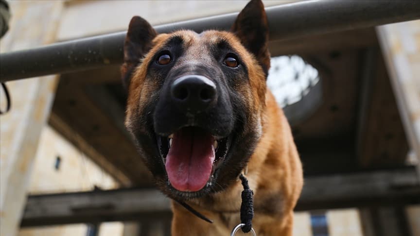 Almanya, köpeklerden 414 milyon euro vergi geliri elde etti
