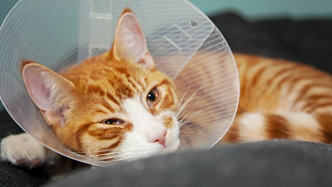 Minik dostlarımız için yeni uygulama: Kedi Acı Dedektörü