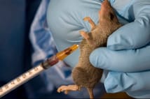 Ölümcül salgın yayılıyor: Lassa ateşi Nijerya’yı sarıyor