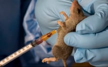 Ölümcül salgın yayılıyor: Lassa ateşi Nijerya’yı sarıyor