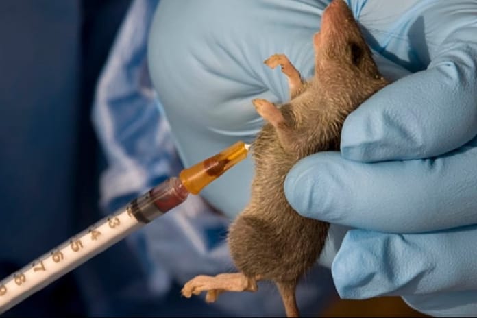 Ölümcül salgın yayılıyor: Lassa ateşi Nijerya’yı sarıyor