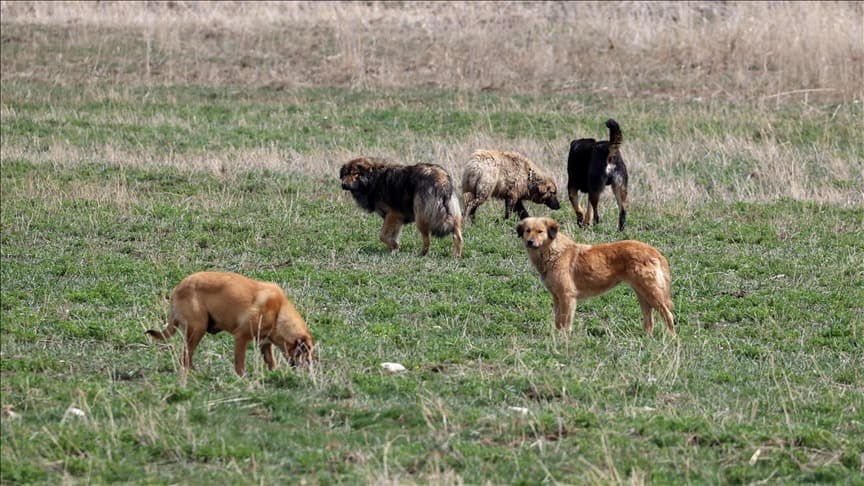 Prof. Dr. Ahmet Emin Seyhan: Başıboş köpekleri uyutmak İslam'a göre farzdır