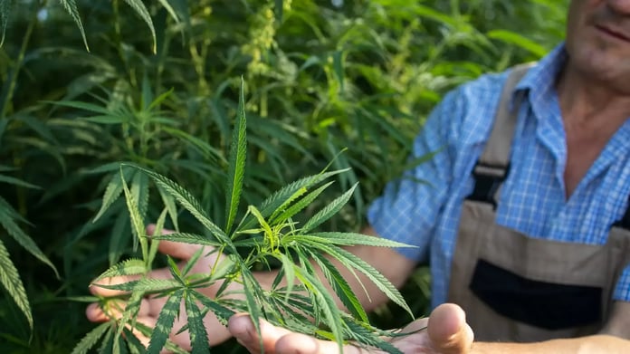 Kenevir ekimine izin çıktı