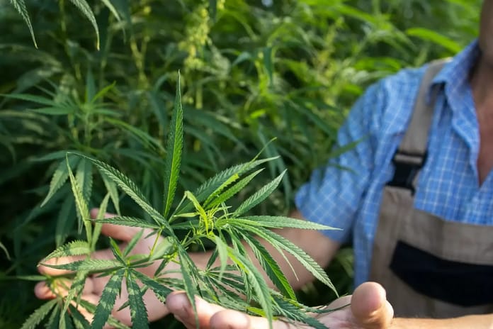 Kenevir ekimine izin çıktı