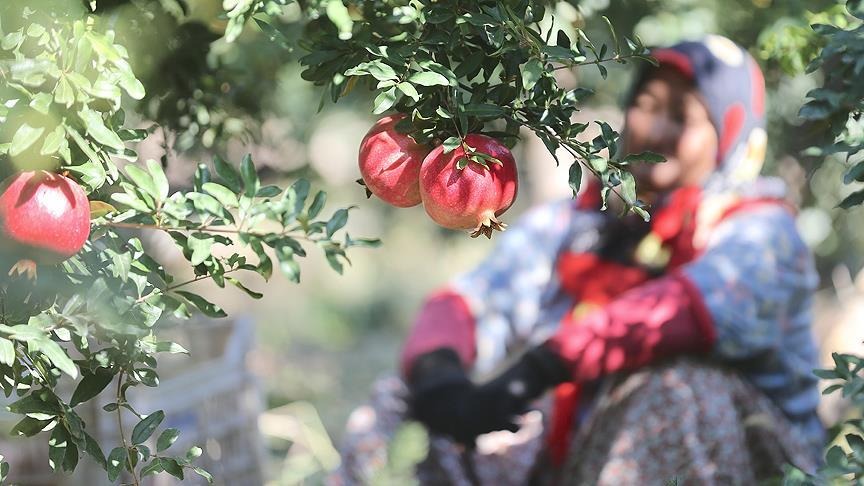 Nar kırma ritüeli. Fotoğraf: AA&nbsp;