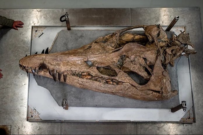 İngiltere’de 150 milyon yıllık deniz canavarı bulundu