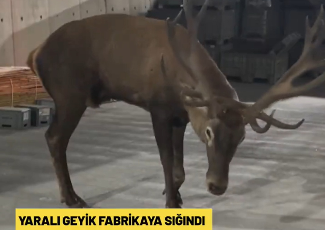 Türk mitolojisinde geyik