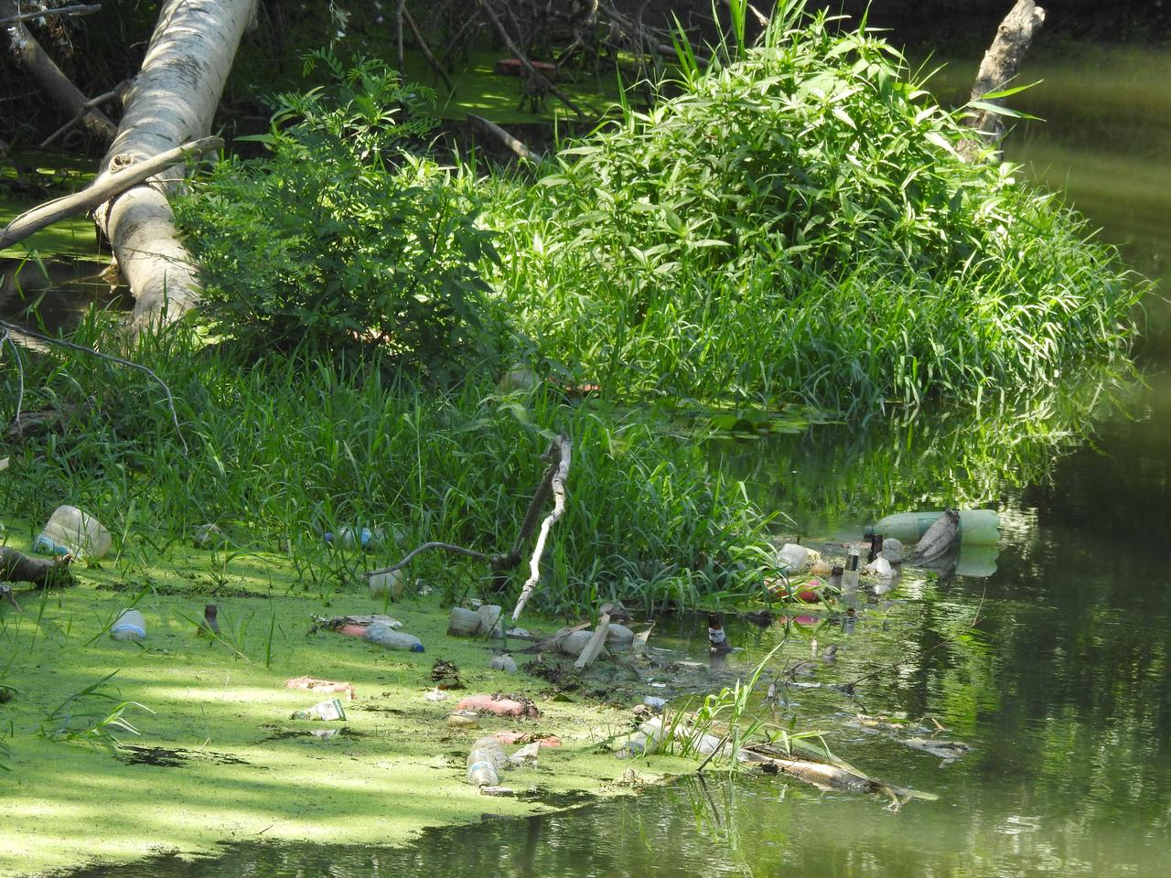 Edirne'de Tunca Nehri plastik atıklar ve çöplerle kaplandı