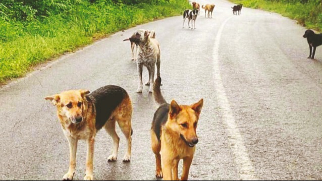 AK Parti başıboş köpek kanun teklifi tam metni