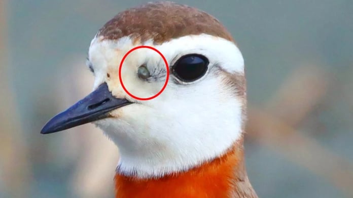 Kene uyarısı; göçmen kuşlarla Afrika'dan geliyor