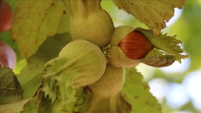 En yüksek yeterlilik fındıkta ölçüldü