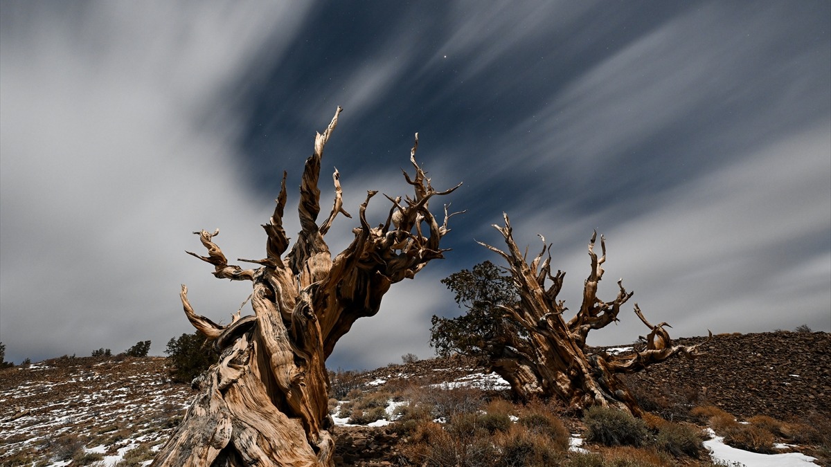 Methuselah ağacı. Fotoğraf: AA / Tayfun Coşkun