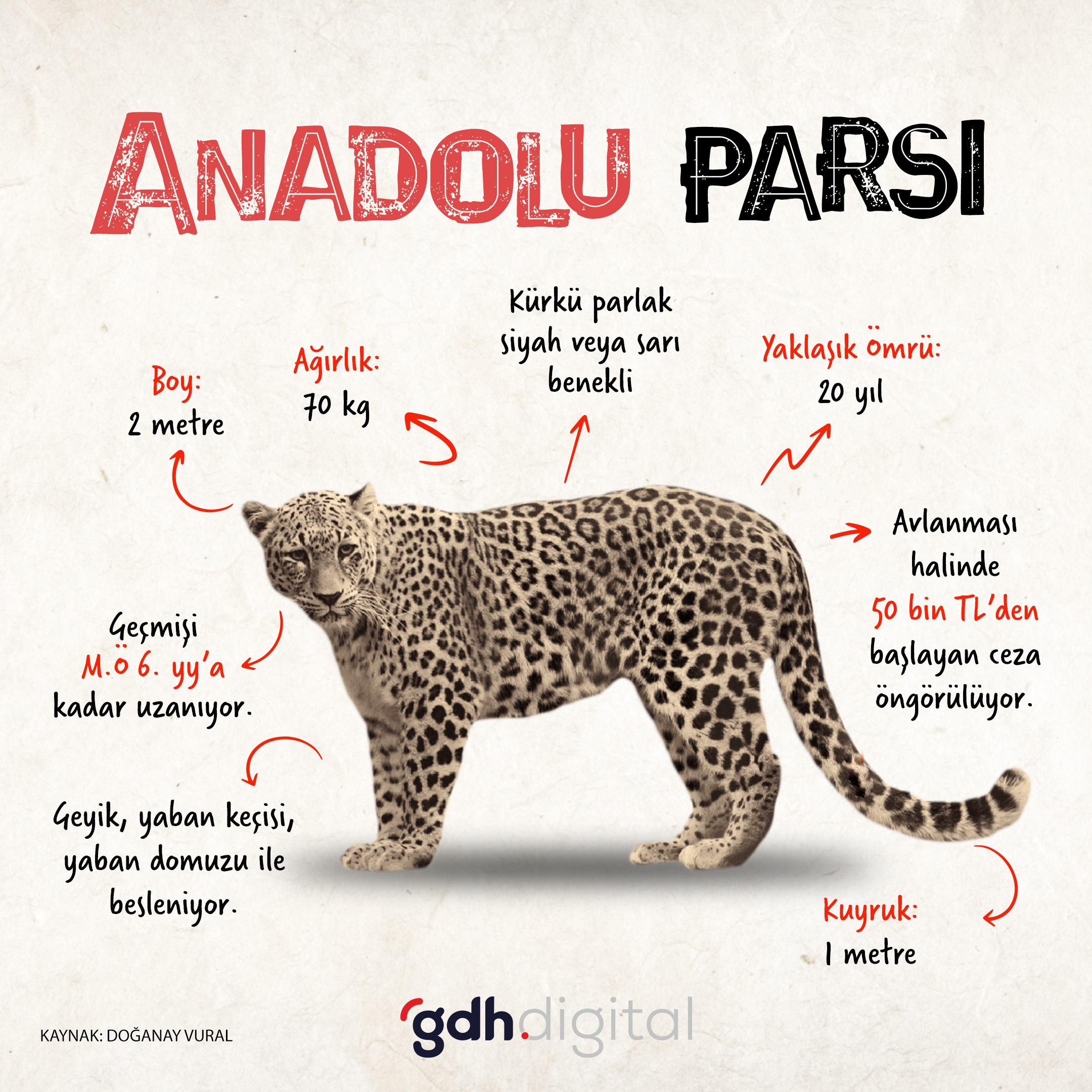 Anadolu parsı