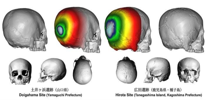 Hirota bölgesinden ve Yayoi halkıyla ilişkilendirilen Doigahama bölgesinden kazılan kafataslarının bir dizi 3 boyutlu görüntüsü. Hirota bölgesindeki kafatasının (sağda) kafanın arkası daha düzleşmiş, bu da kasıtlı olarak kafatası modifikasyonuna işaret ediyor.&nbsp;Seguchi Laboratuvarı / Kyushu Üniversitesi