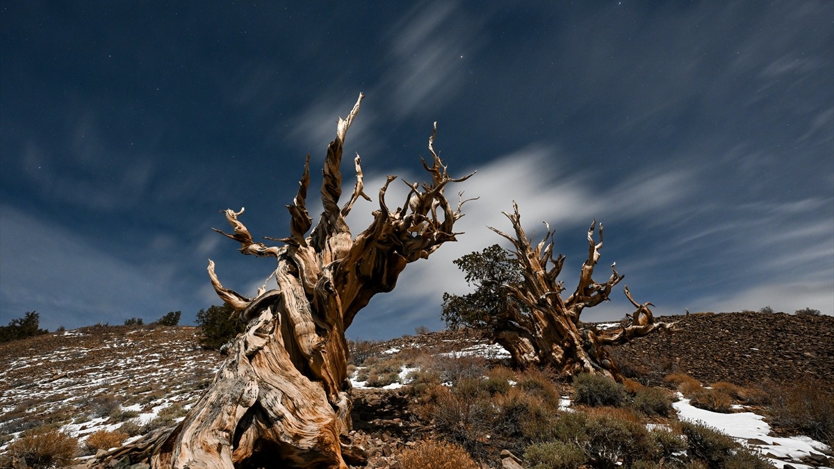Methuselah ağacı. Fotoğraf: AA / Tayfun Coşkun