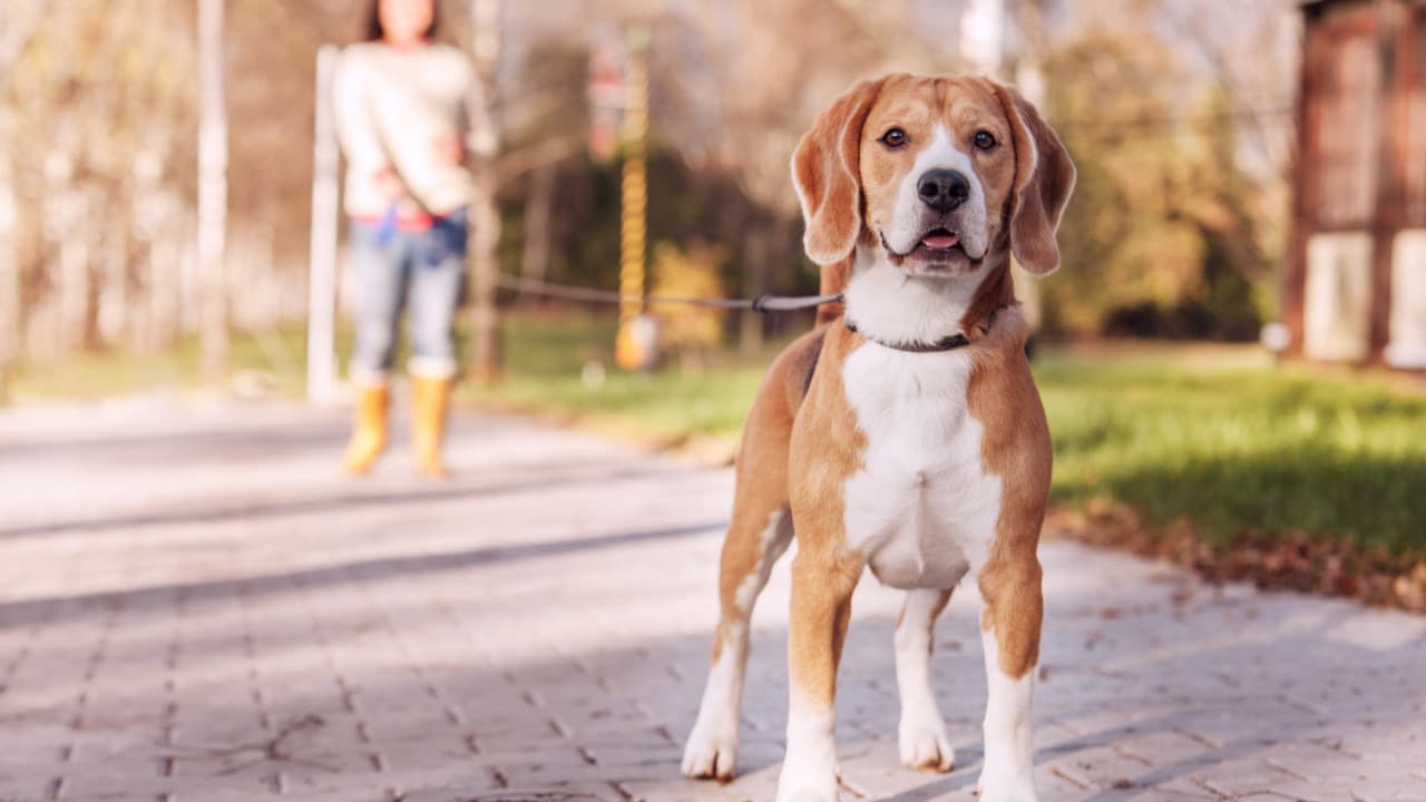 Hollanda’da sokağa dışkılayan köpekler ve sahipleri DNA testiyle bulunacak
