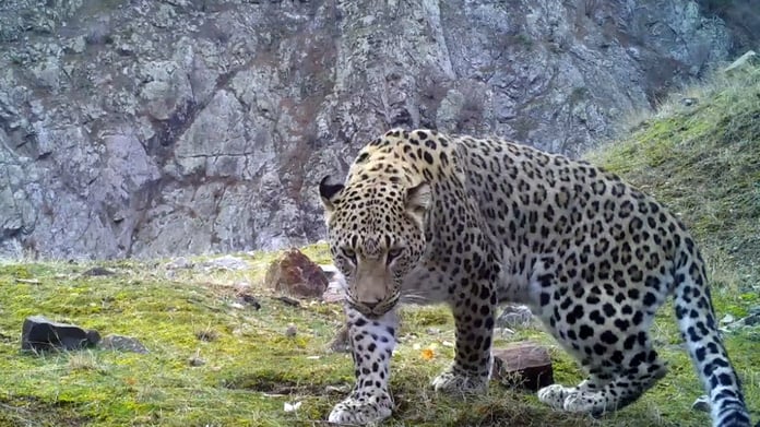 Türkiye'de 10 Anadolu parsı görüntülendi: hepsi erkek