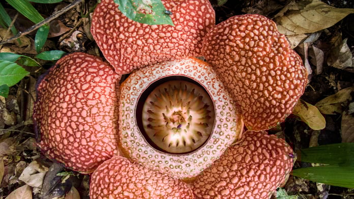 10 yılda bir açıyor! Doğanın en büyük ve en kötü kokulu çiçeği: Ceset Çiçeği