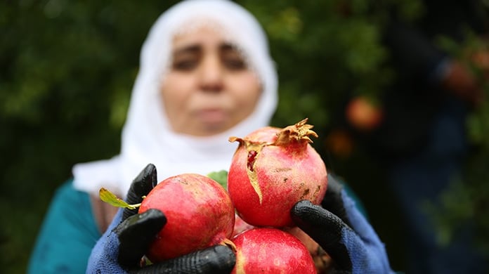 Nar kırma ritüeli bolluk ve bereketin simgesi olarak görülüyor