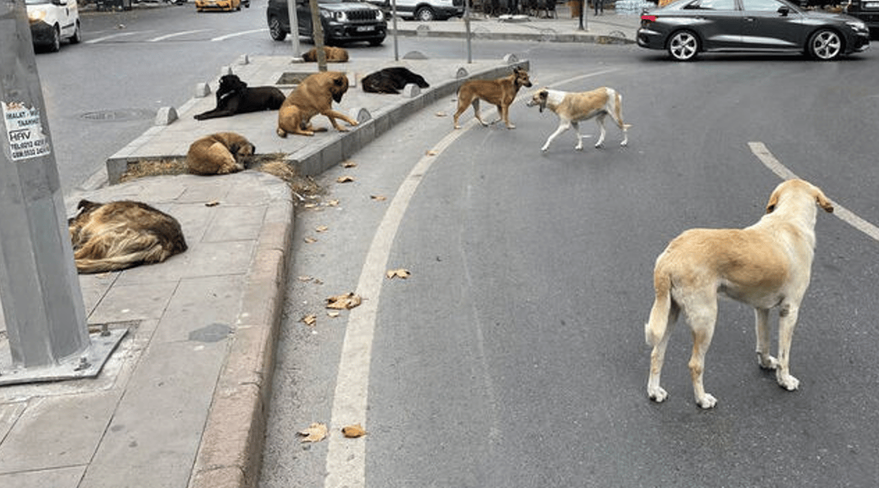 Veterinerlerden sokak hayvanları için popülasyon yönetimi çağrısı