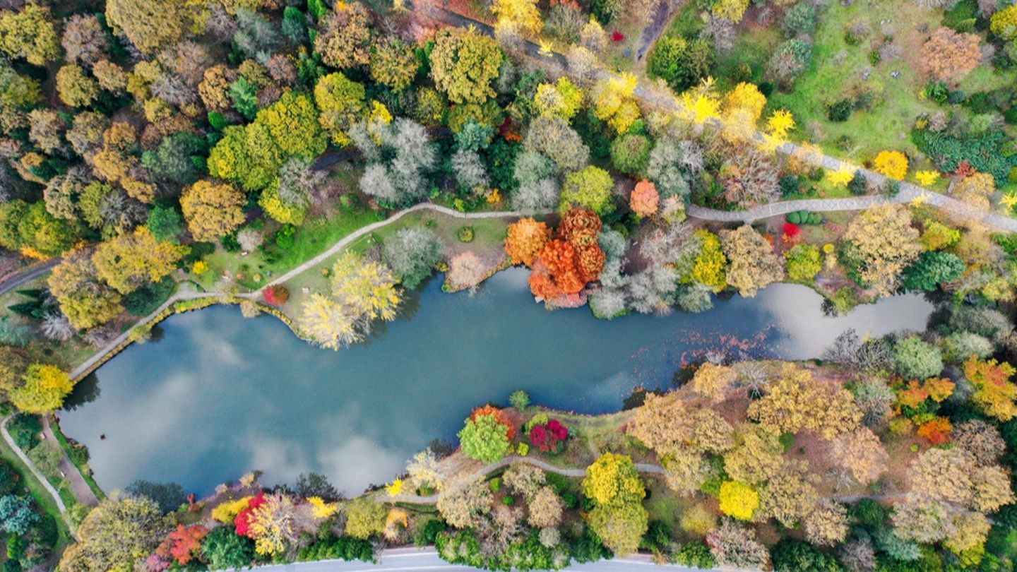 Belgrad Ormanı mangal yasak mı 2024?