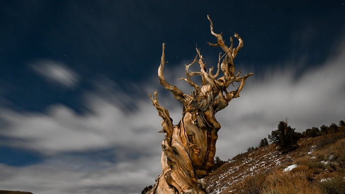 Dünyanın en eski ağacı “Methuselah” fotoğraflandı