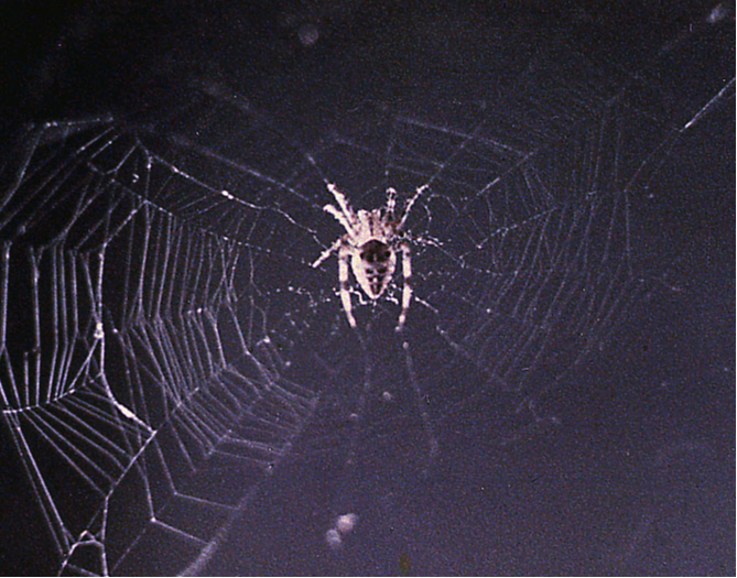 Arabella, 1973 yılındaki ikinci Skylab görevinde ağ örerken görülen sıradan bir haç örümceğidir.