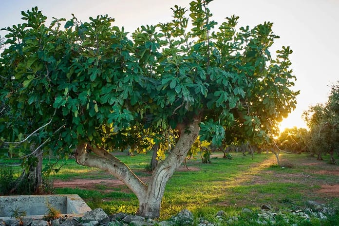 İncir ağacı efsanesi | İncir ağacının altında neden oturulmaz?