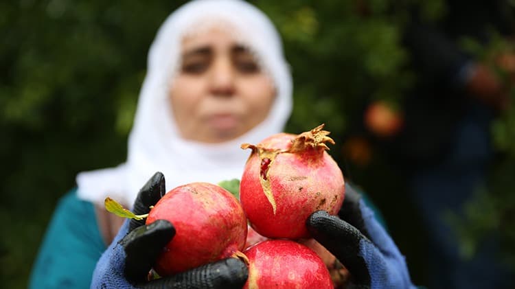 Seven sevdiğine nar ayıklasın! Narın faydaları nelerdir?