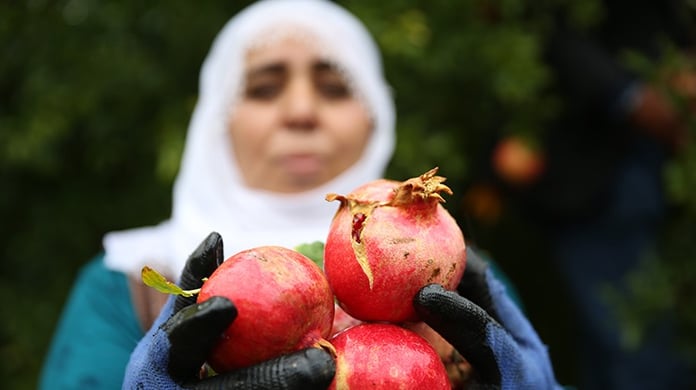 Seven sevdiğine nar ayıklasın! Narın faydaları nelerdir?