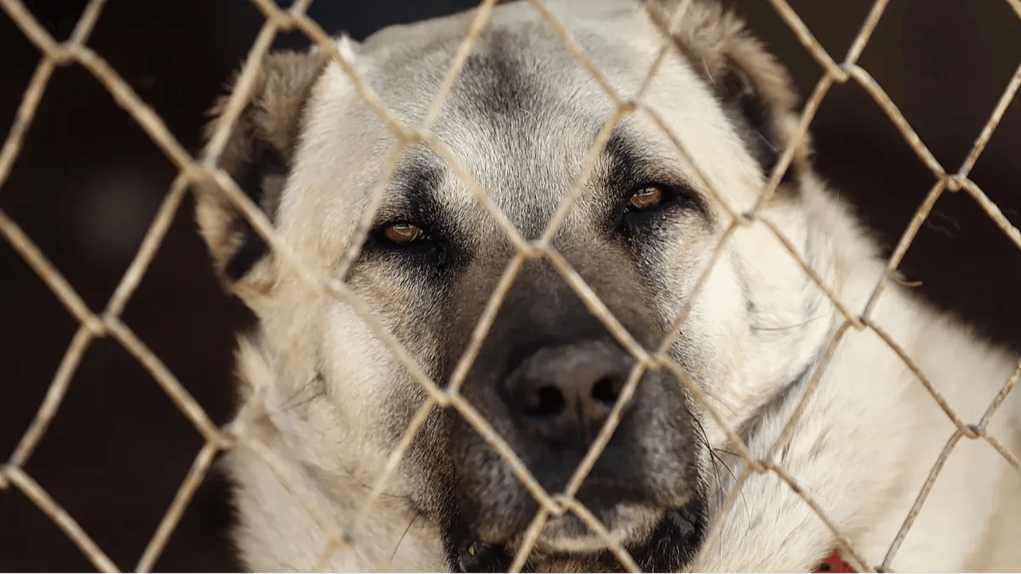 AK Parti sokak hayvanları/başıboş köpek kanun teklifi tam metni | Başıboş sokak köpekleri yasası maddeleri 2024 belli oldu!