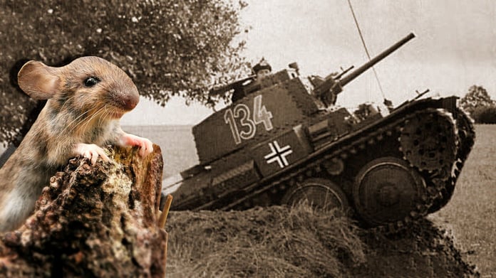 Stalingrad muharebesi: Tarla farelerinin Nazi Almanyası'nı dize getirdiği beklenmedik an