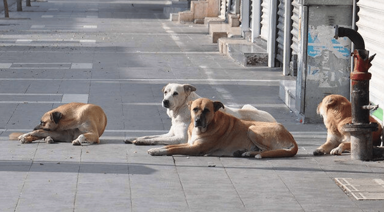 Köpeksavar Satışlarında Artış: Terör endişesi mi?