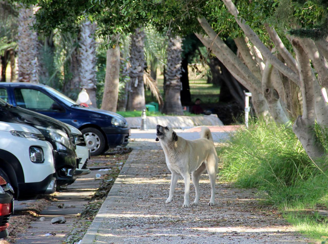 Rektörden, kampüs içinde başıboş köpek isyanı