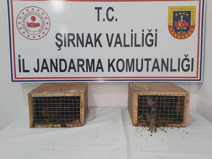 1. resim