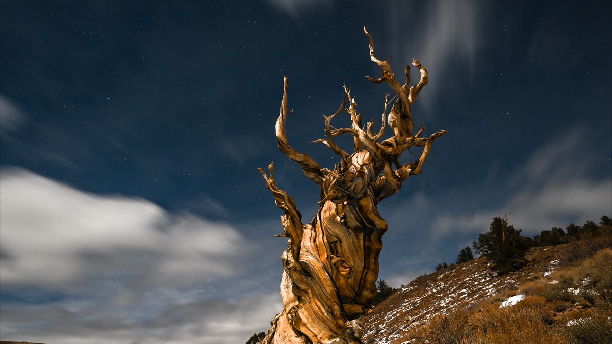 Methuselah ağacı. Fotoğraf: AA /&nbsp;Tayfun Coşkun