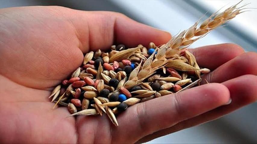 Tarım ve Orman Bakanı Yumaklı'dan yerli tohum vurgusu