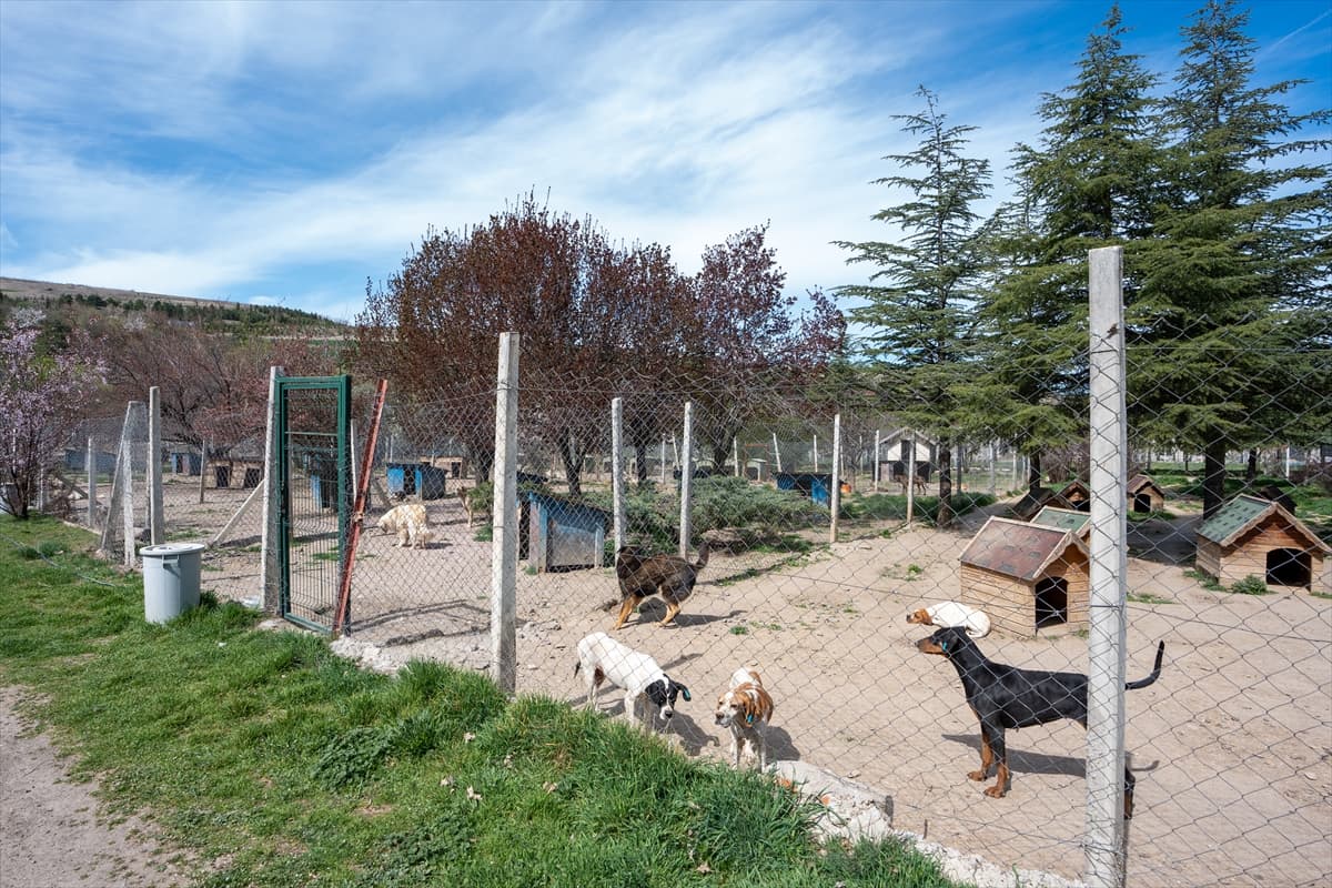 Bahçesinde 180 köpeğe bakan gönüllüye 1 milyon 731 bin 600 lira idari para cezası
