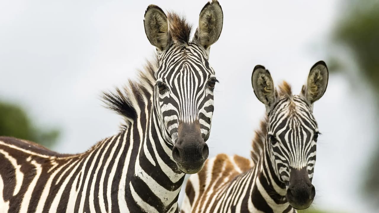 Zebra eti helal mi, haram mı?