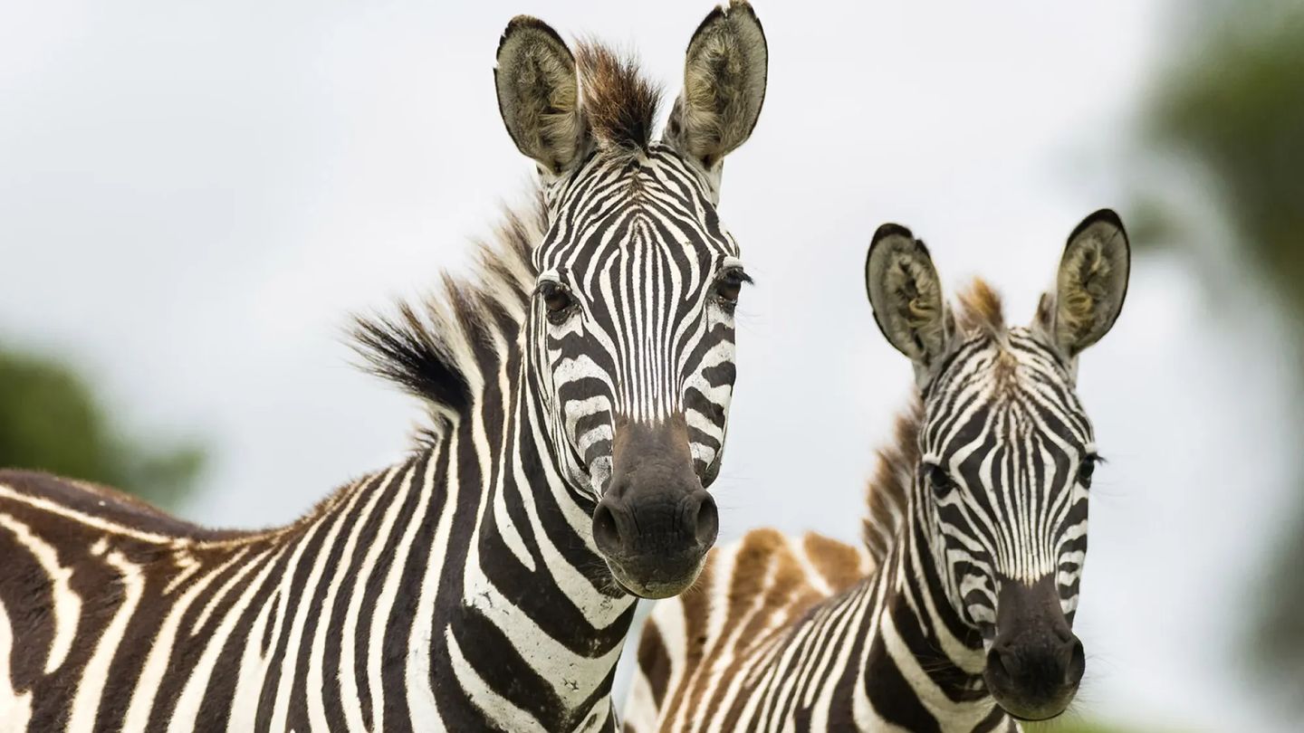 Zebra eti helal mi, haram mı?