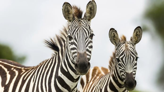 Zebra eti helal mi, haram mı?