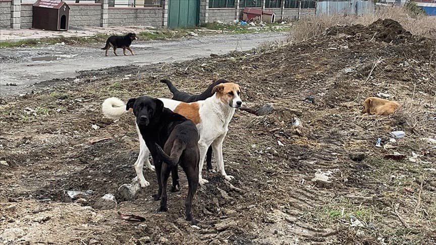 Sokak Hayvanları Yasası kabul edildi mi, 5. maddesi nedir?