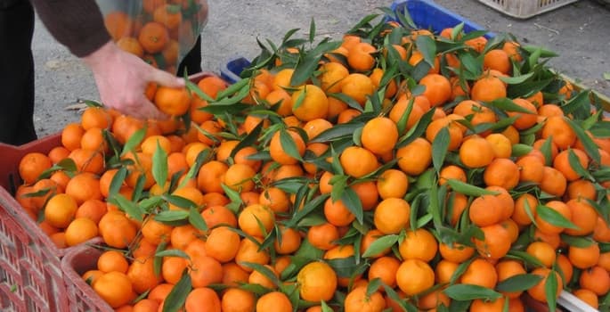 Turunçgil ihracatında 5 yıldır şampiyon mandalina