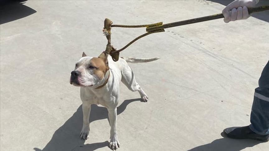 İngiltere'de "American Bully XL" cinsi köpekler yasaklanacak
