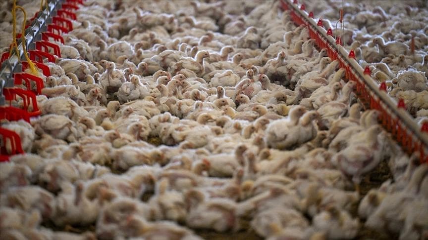 Türkiye'de geçen yıl 2,5 milyon tonu aşkın tavuk eti üretildi