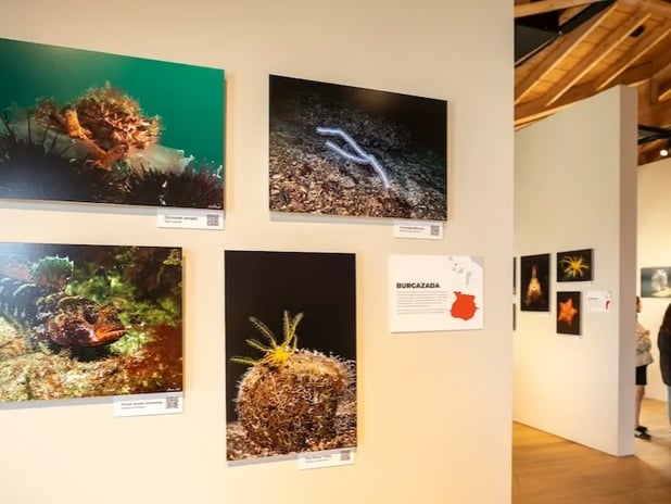 İstanbul’un sualtı yaşamı alarm veriyor